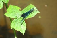 Calopteryx virgo