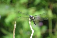 Libellula fulva