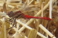 Sympetrum sanguineum