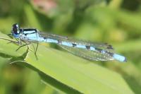 Enallagma cyathigerum