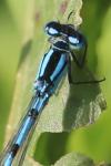 Enallagma cyathigerum