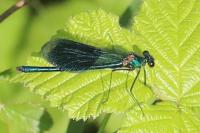 Calopteryx splendens