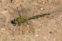 Gomphus pulchellus