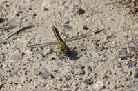 Gomphus pulchellus