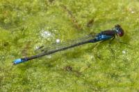 Erythromma viridulum