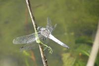 Orthetrum cancellatum