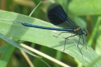 Calopteryx splendens