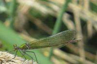Calopteryx splendens
