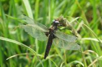 Libellula fulva