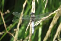Libellula fulva