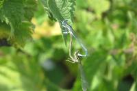 Platycnemis pennipes