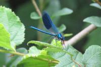 Calopteryx splendens