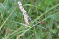 Platycnemis pennipes