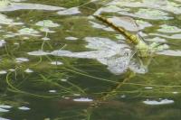 Orthetrum cancellatum