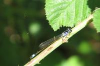 Ischnura elegans
