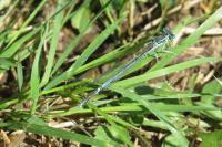 Platycnemis pennipes