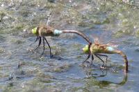 Anax parthenope