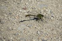 Onychogomphus forcipatus