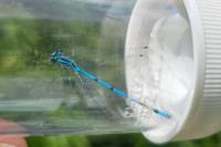 Coenagrion puella