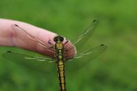 Orthetrum cancellatum