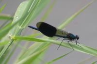 Calopteryx splendens