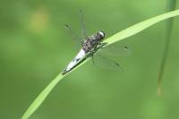Libellula fulva