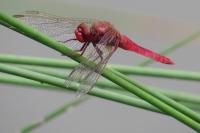 Crocothemis erythraea