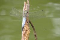 Orthetrum cancellatum
