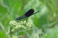 Calopteryx splendens