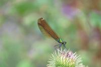Calopteryx virgo