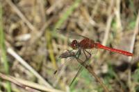 Sympetrum sanguineum