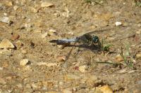Orthetrum cancellatum