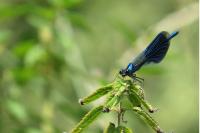 Calopteryx splendens