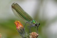 Calopteryx splendens