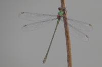 Chalcolestes viridis