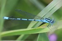 Coenagrion puella