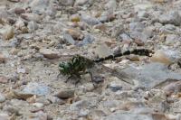 Onychogomphus forcipatus