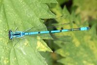Coenagrion puella