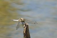 Orthetrum cancellatum