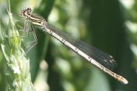 Platycnemis pennipes
