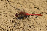 Sympetrum sanguineum