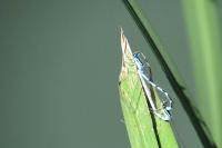 Enallagma cyathigerum