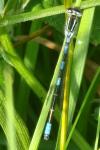 Coenagrion scitulum