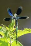 Calopteryx splendens