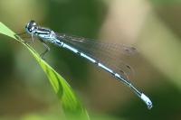 Coenagrion puella