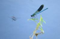 Calopteryx splendens