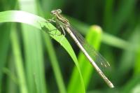 Platycnemis pennipes
