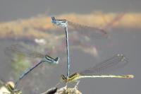 Platycnemis pennipes