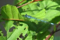 Coenagrion puella
