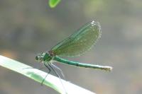 Calopteryx splendens